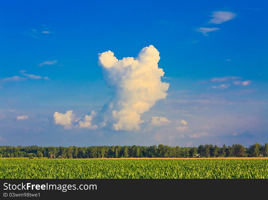 A corn field in summer