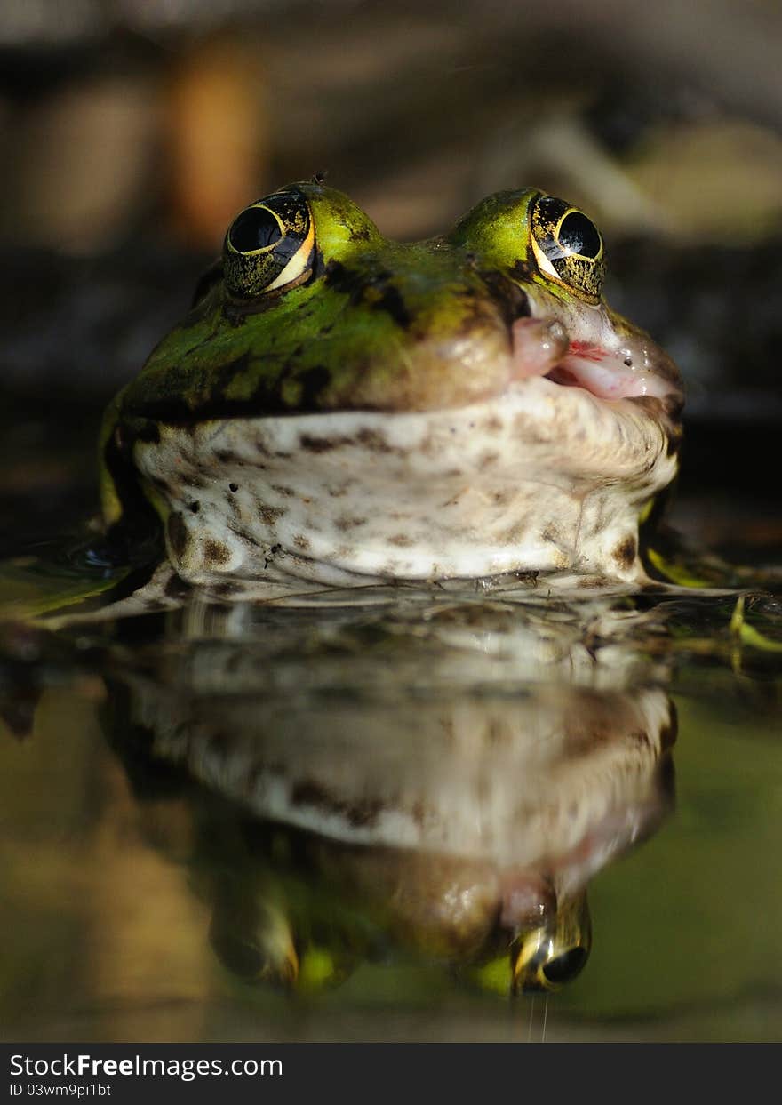 Edible Frog