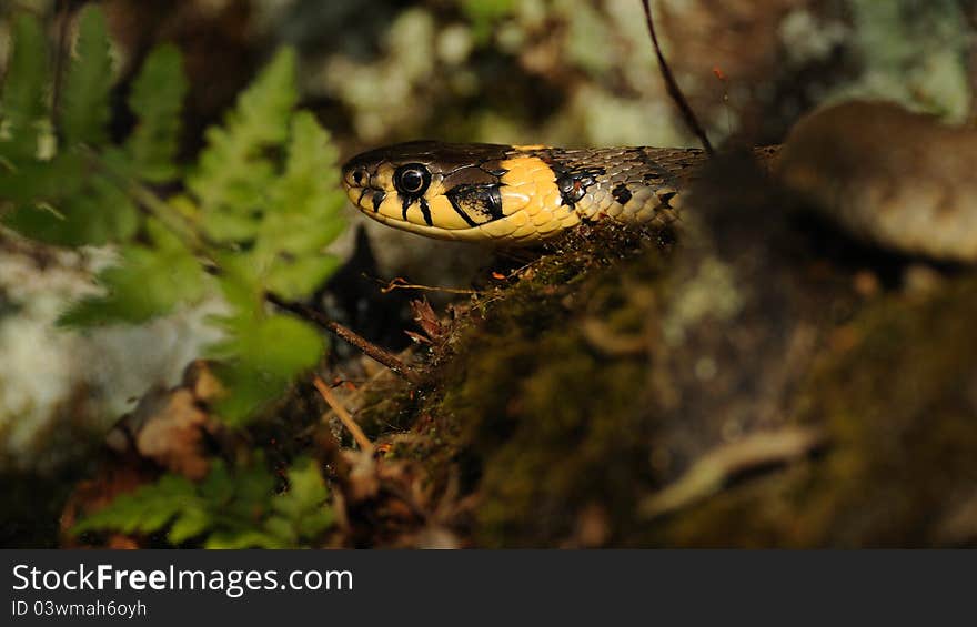 Grass Snake