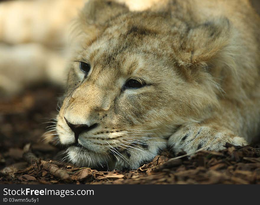 Asian Lioness