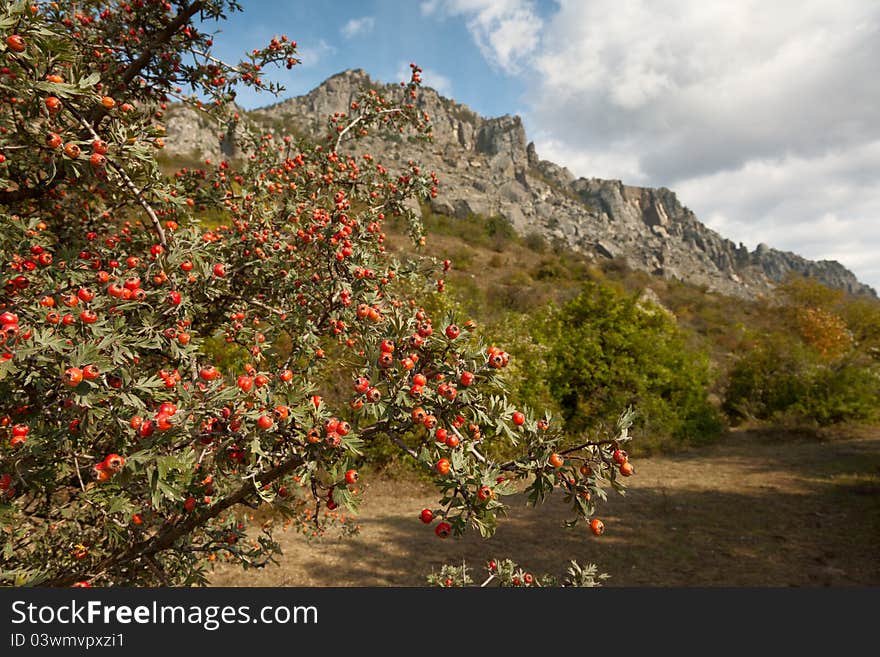 Hawthorn bush in the mountains