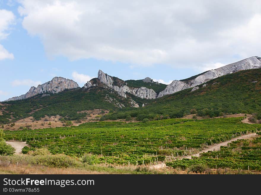 Green vineyards in summers mountains. Green vineyards in summers mountains