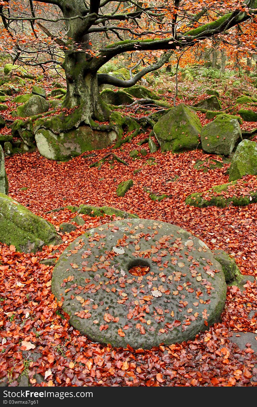 Woodland Autumn Millstone