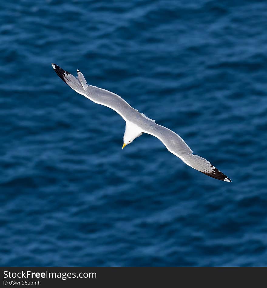 Seagull nice aerial stunt making