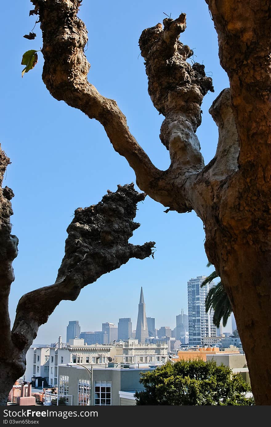 View of San Francisco downtown from Lombard street. View of San Francisco downtown from Lombard street