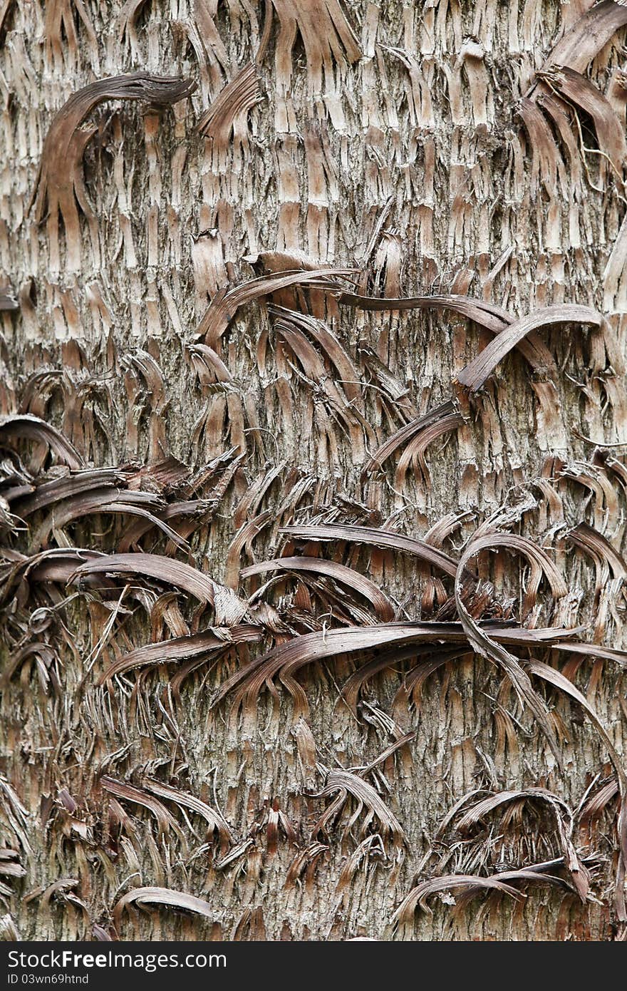 Tree texture in natural forest brazil