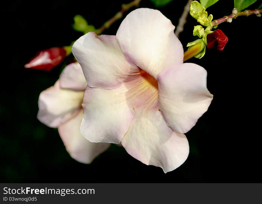 Hibiscus Isolated