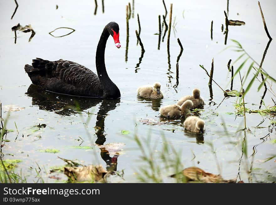 Black Swan in the pond to take care of new born children. Black Swan in the pond to take care of new born children.