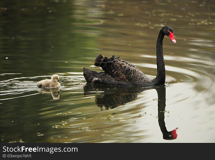 Black swan parents and its children