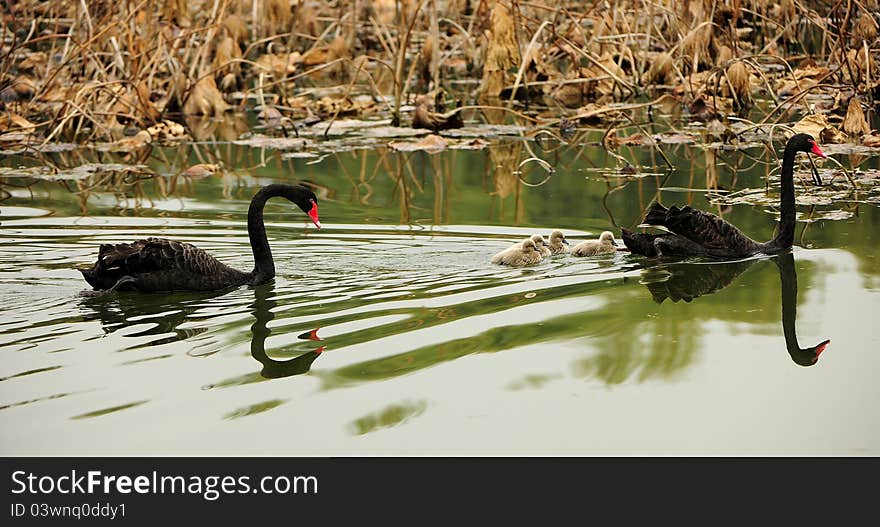 Black Swan in the pond to take care of new born children. Black Swan in the pond to take care of new born children.