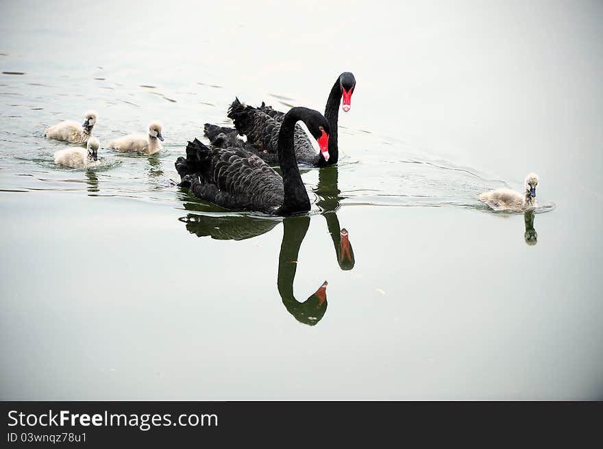 Black Swan in the pond to take care of new born children. Black Swan in the pond to take care of new born children.