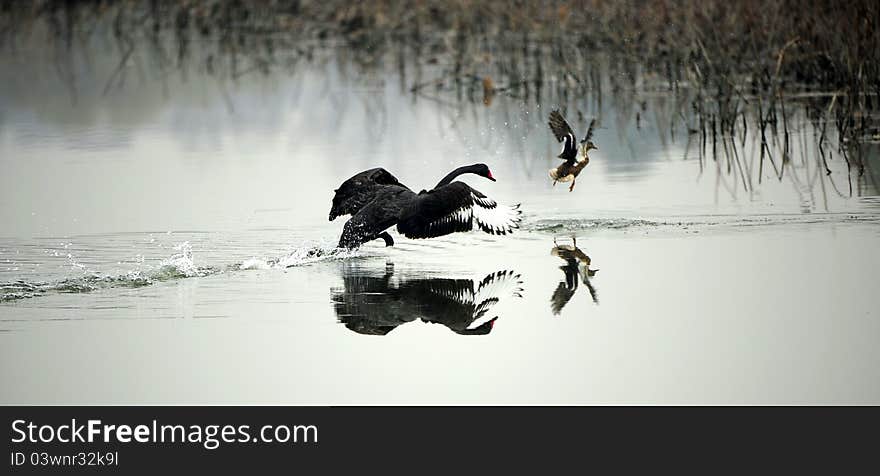 Black Swan