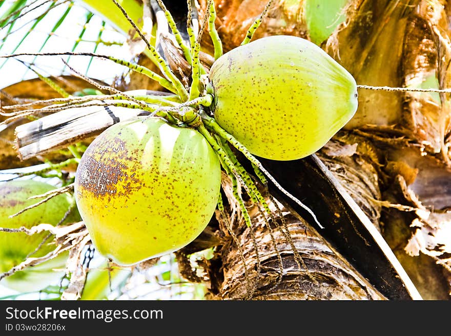 Clusters of freen coconuts close-up hanging on palm tree