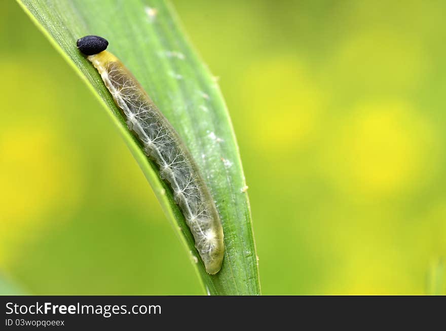 Larva of grass demon skippers Hesperiidae