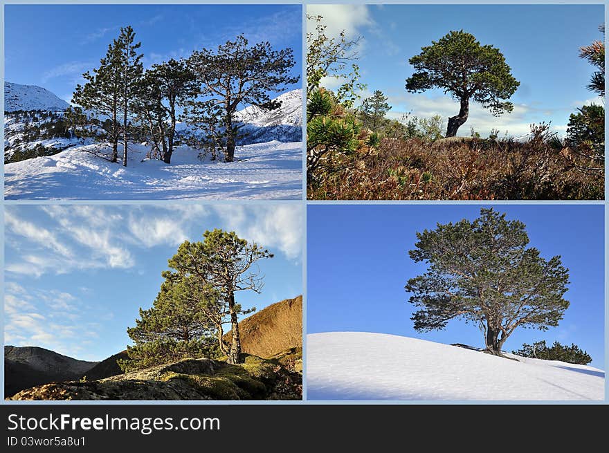 Assorted trees in rural exterior scenes. Assorted trees in rural exterior scenes