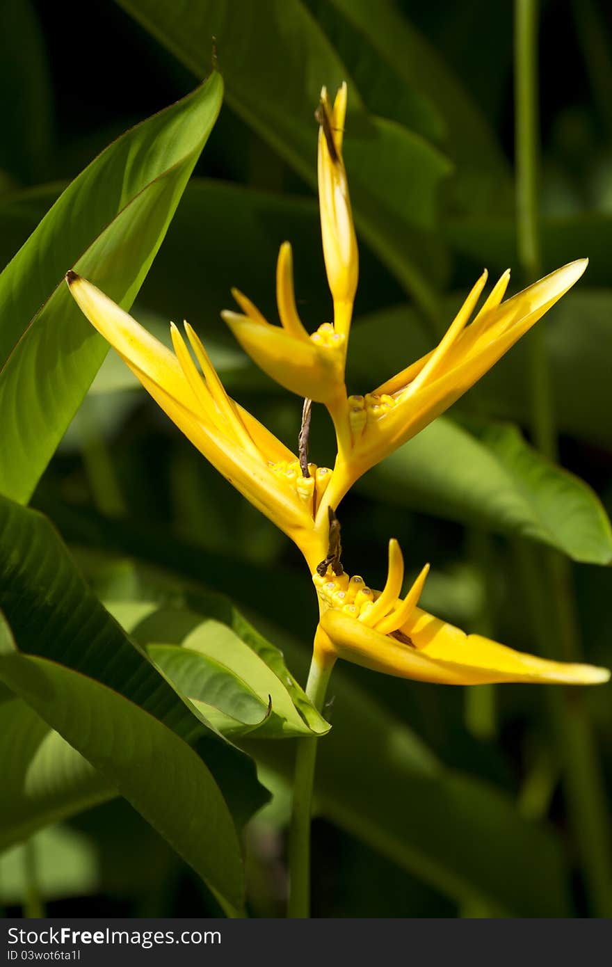 Yellow strelitzia tree in the sunlight garden.