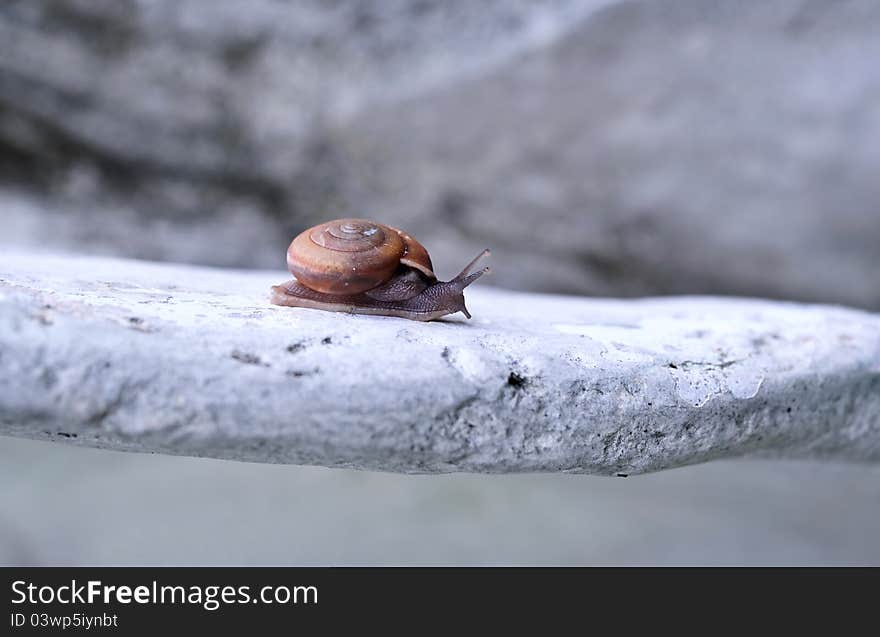 Snail On Rock