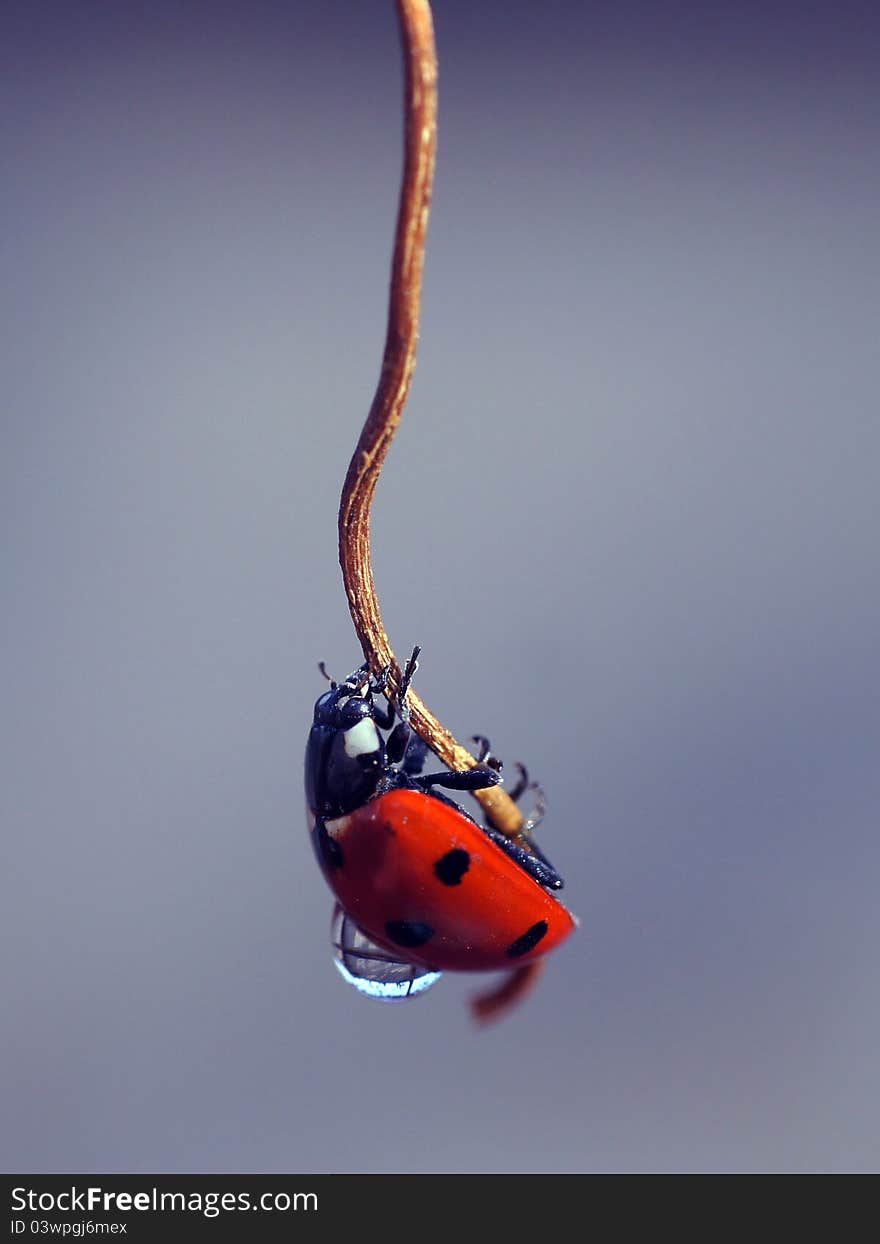 Ladybird