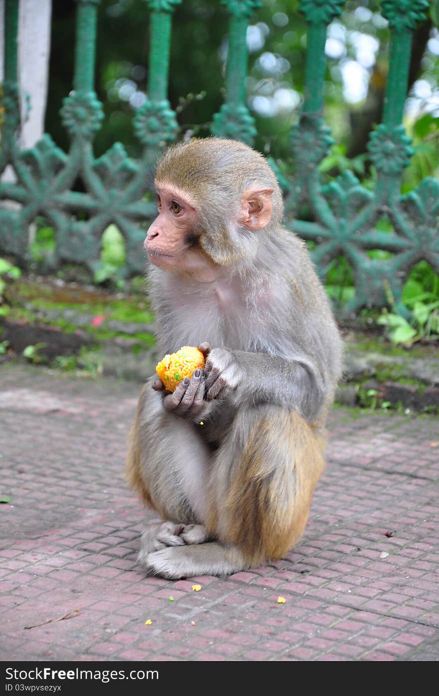 An Indian Monkey outside a temple having Indian Sweet 'Laddu'