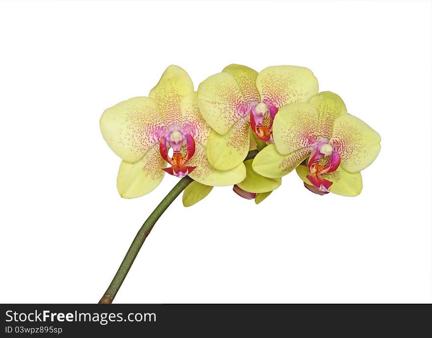 Yellow Orchid