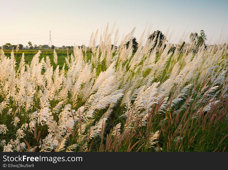 Reed field in countryside of Thailand