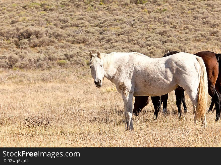 White Horse