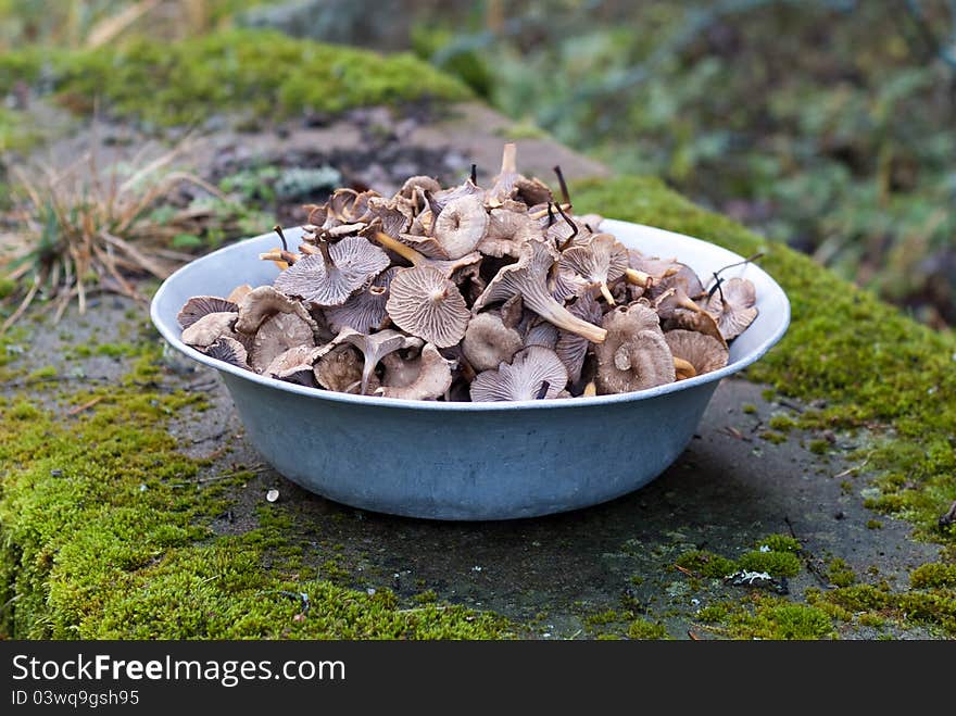 Dish of funnel chanterelles