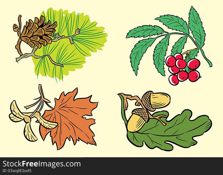 The illustration shows a few types of leaves of different species of trees.