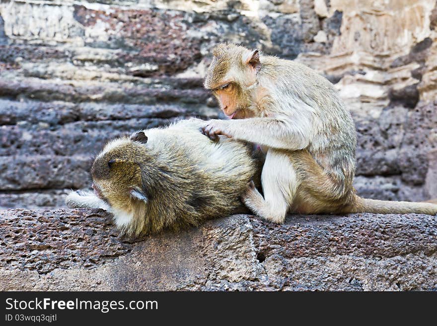 Cute Monkey enjoys searching for bugs. Cute Monkey enjoys searching for bugs