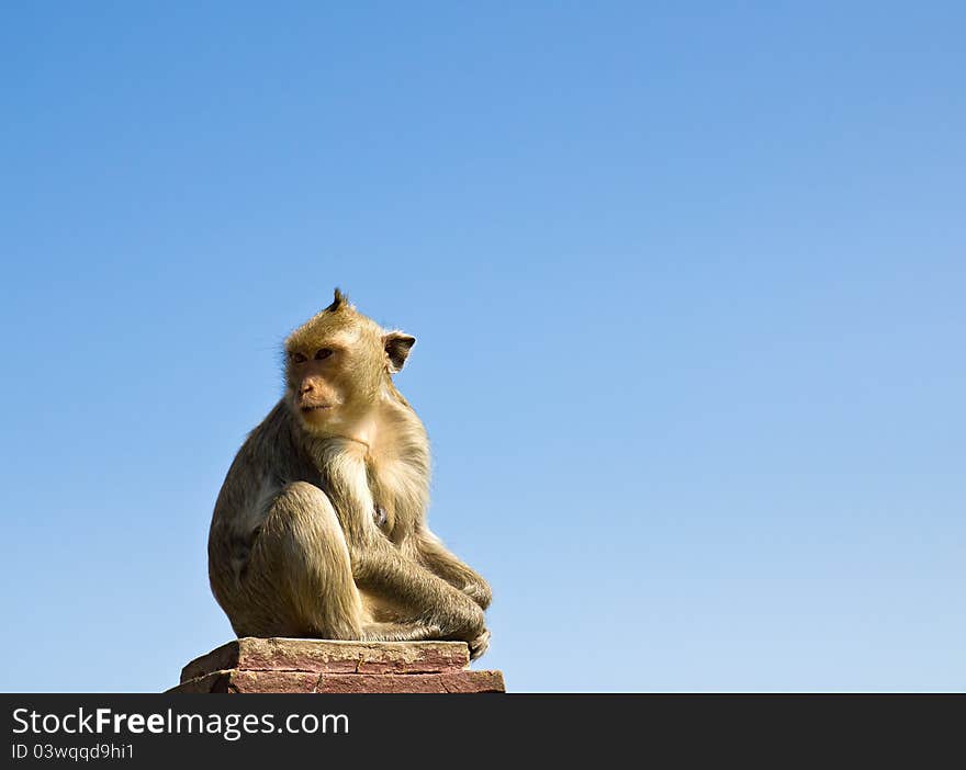Macaque monkey sat on stone and blue sky in Thailand