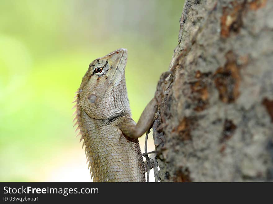 A huge lizard climbing the tree in the garden. A huge lizard climbing the tree in the garden