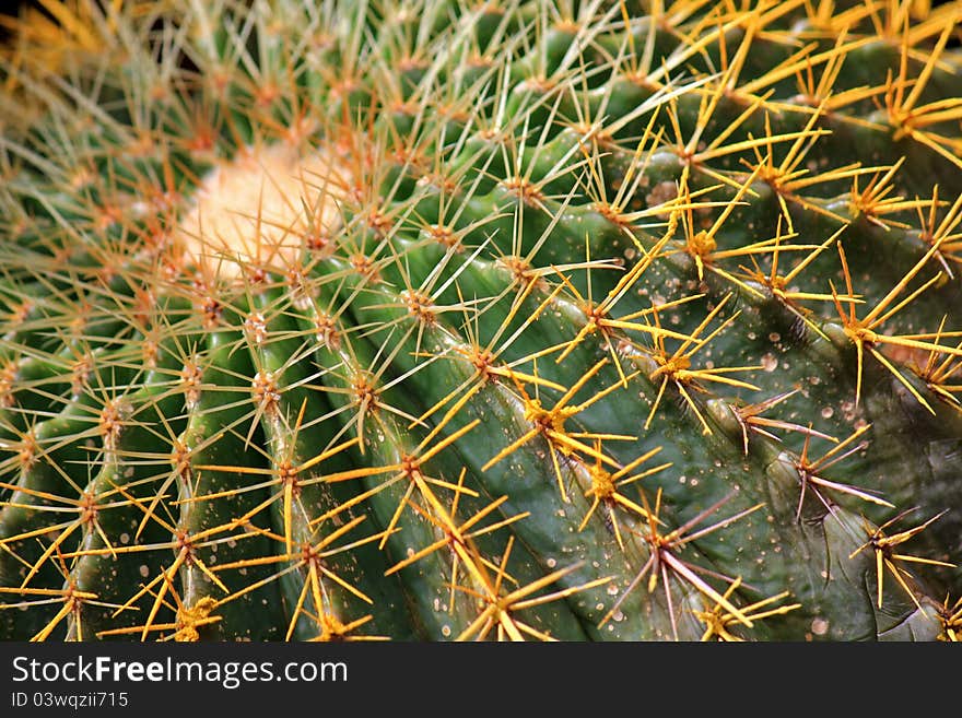 Closeup of a big Cactus full of spines