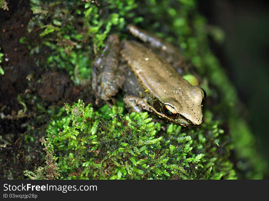 Tropical Rana Frog, found in a deep forest in Thailand, Asia