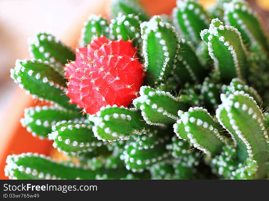 Closeup of a the Gymnocalycium (Moon Cactus / Ruby Ball) from South America