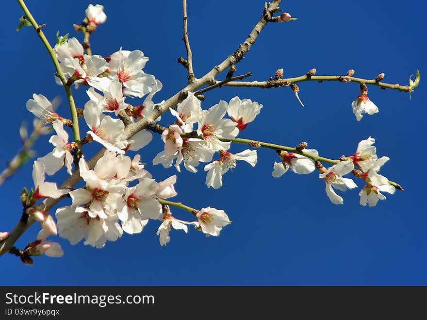 White Almond Flower in Majorca