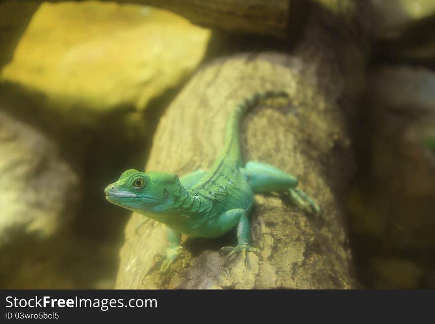 Close up of Green Basilisk Lizard (Basiliscus plumifrons) on the log. Close up of Green Basilisk Lizard (Basiliscus plumifrons) on the log.