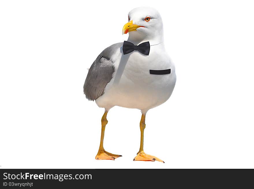 White seagull with tie and suit