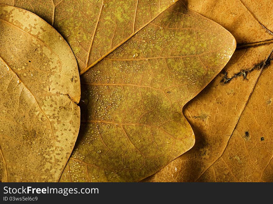 Tulip tree leaves