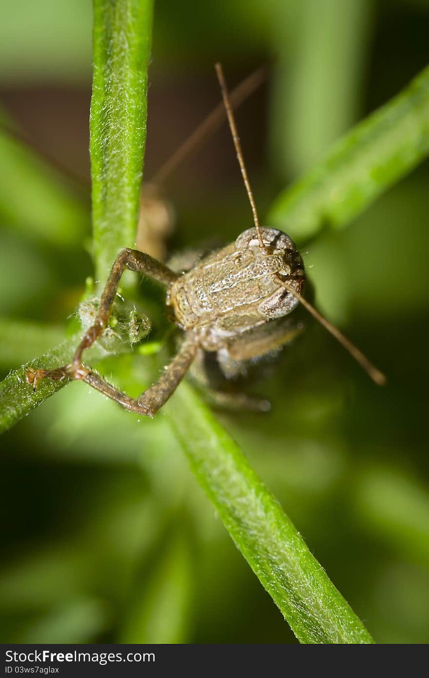 Grasshopper