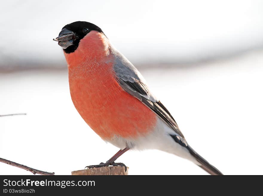 Chaffinch portrait