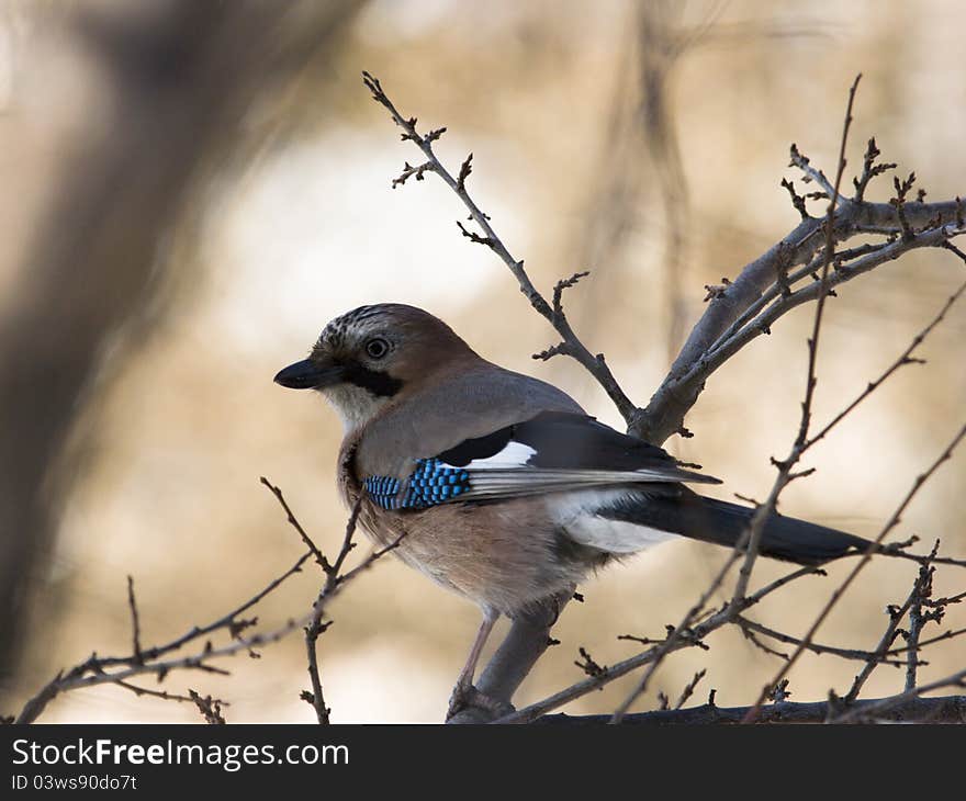 Jay siting on branch in forest. Jay siting on branch in forest