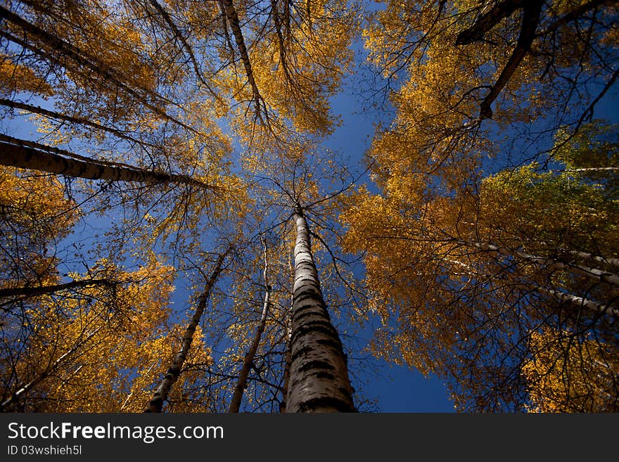 2, birch - Kanas in September, is a golden world, looking at the blue sky accompanied by white birch, which you will be enchanted by the picturesque scenery, white birch seem to sing the old songs we Yin . 2, birch - Kanas in September, is a golden world, looking at the blue sky accompanied by white birch, which you will be enchanted by the picturesque scenery, white birch seem to sing the old songs we Yin .