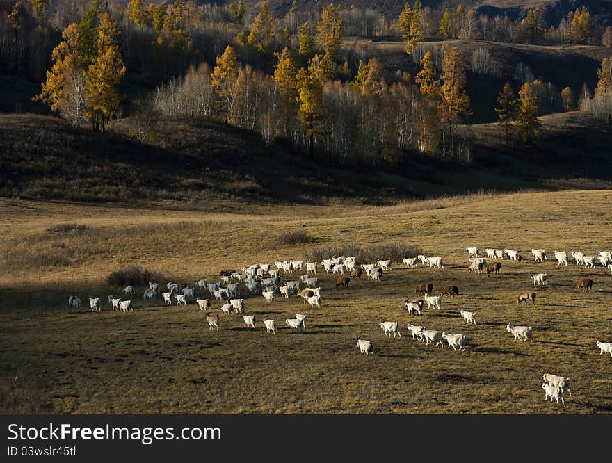 5, the ranch - live in Kanas Lake, the mountain forests of Tuva, the nomadic and hunting, sheep breeding Tuva, plump and long hair, is an important asset herders. 5, the ranch - live in Kanas Lake, the mountain forests of Tuva, the nomadic and hunting, sheep breeding Tuva, plump and long hair, is an important asset herders.