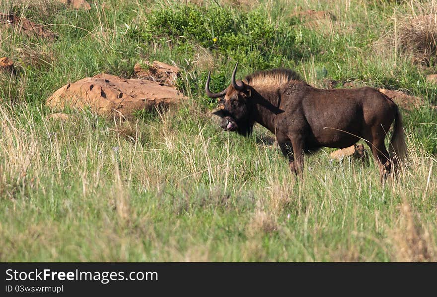 Male black Wildebeest standing amongst rocks licking his nose. Male black Wildebeest standing amongst rocks licking his nose