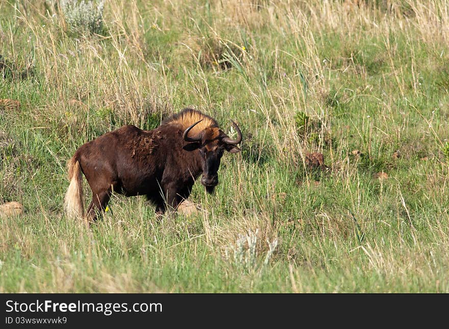 Male black Wildebeest standing and looking at camera in a puzzeled manner. Male black Wildebeest standing and looking at camera in a puzzeled manner