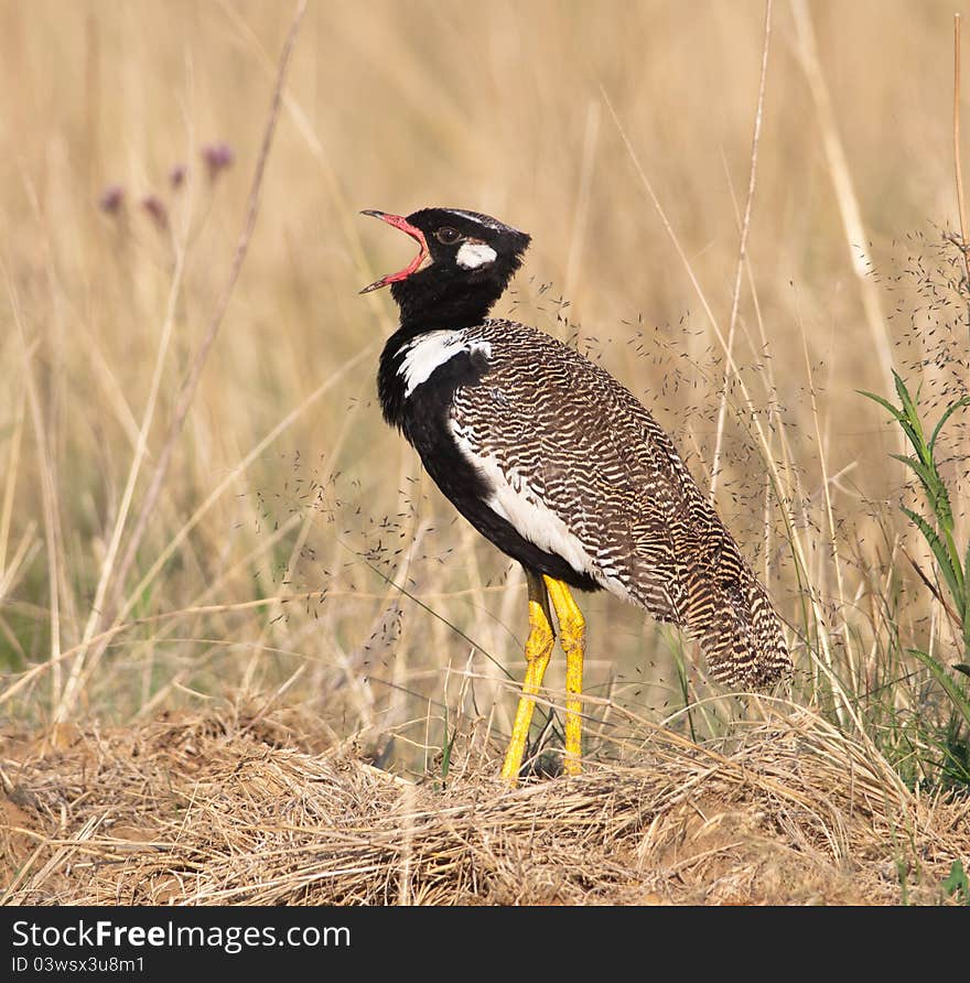 Northern Black Korhaan calling loudly with beak open amidst grass and green weeds. Northern Black Korhaan calling loudly with beak open amidst grass and green weeds