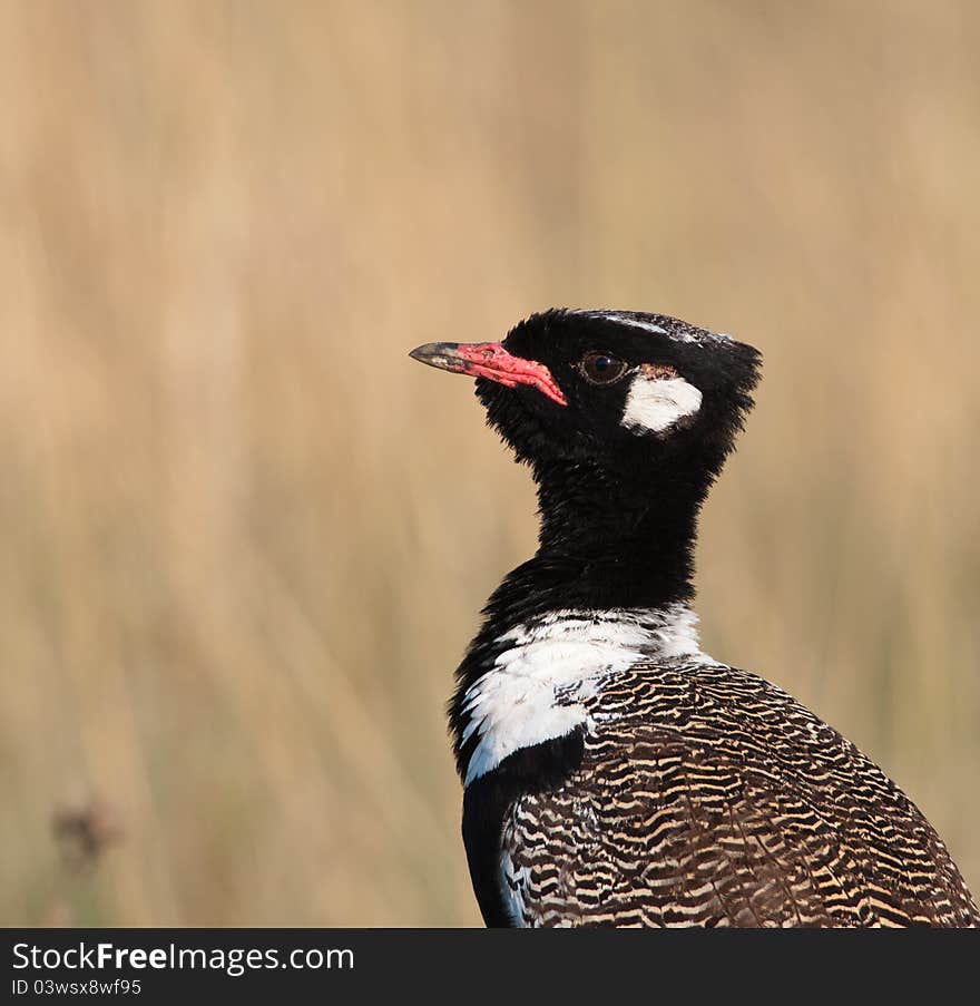 Portrait of a Northern Black Korhaan. Portrait of a Northern Black Korhaan