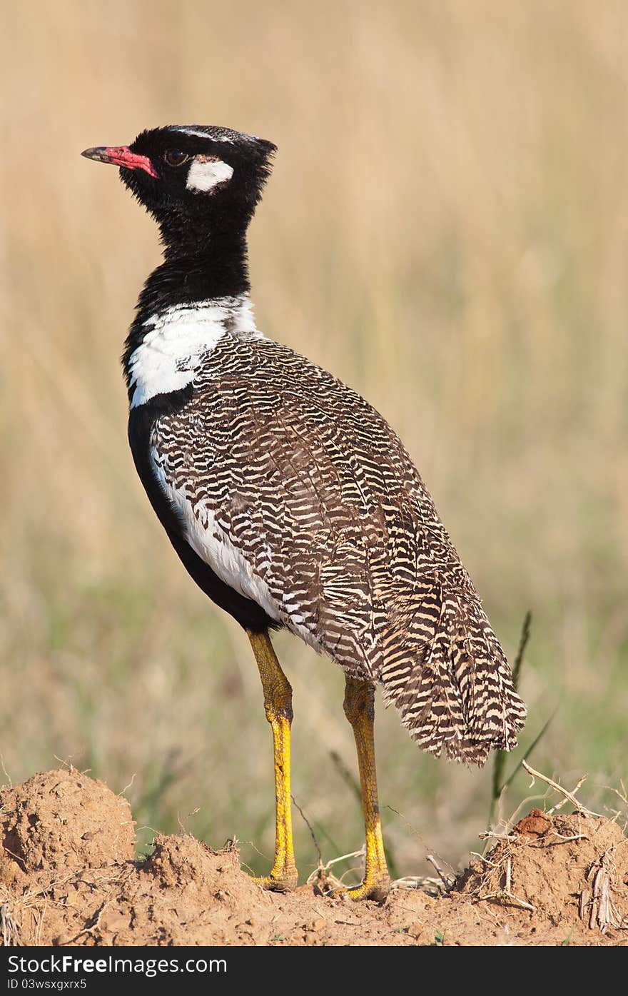 Full body shot of a Northern Black Korhaan standing regally on a sand heap. Full body shot of a Northern Black Korhaan standing regally on a sand heap