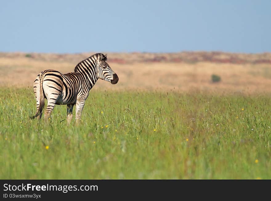 Peaceful Zebra in green grassland