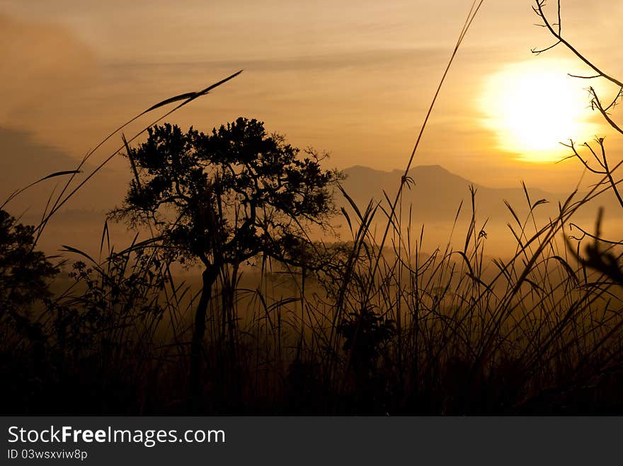 Tung Salang Luang, Sawanna In Thailand